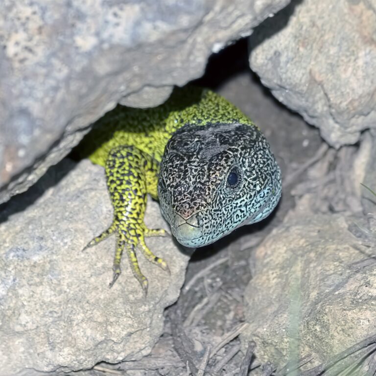 hagedis schuilt deels onder een rots